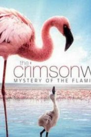 فيلم ديزني الجناح القرمزي Crimson wing مدبلج عربي فصحى